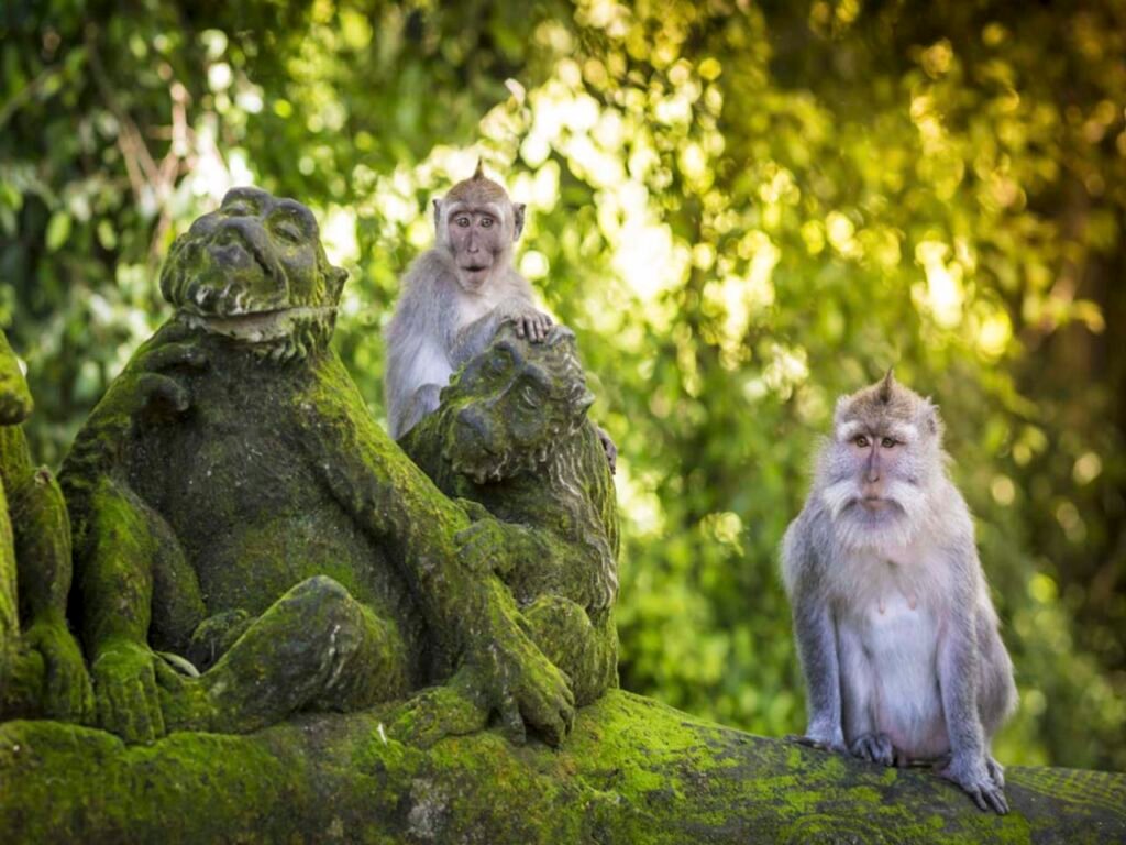 Ubud Monkey Forest