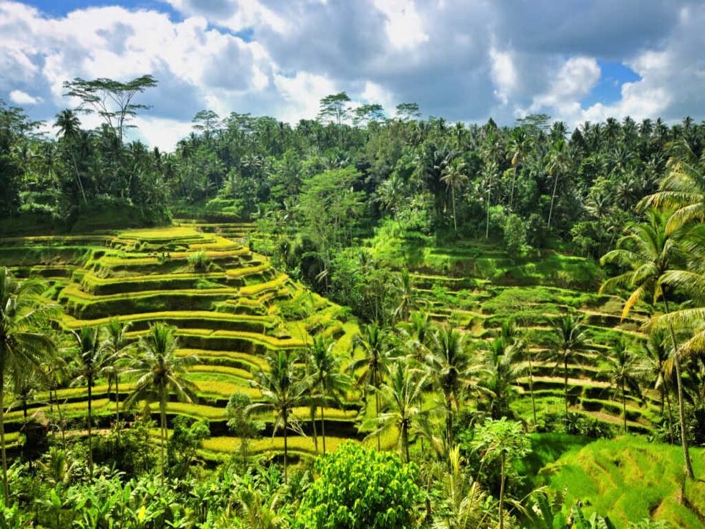 Ubud rice