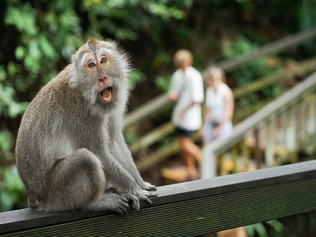 Ubud sacred monkey forest